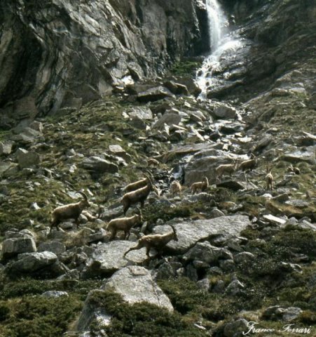 stambecchi al gran paradiso